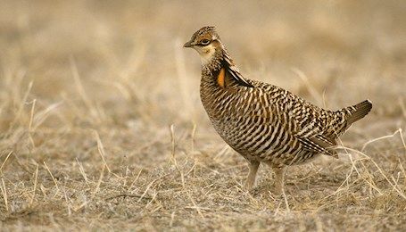USDA unveils three-year conservation strategy for lesser prairie chicken