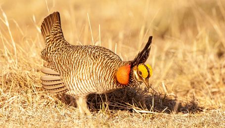 FWS Proposes to List Lesser Prairie Chicken as Threatened Species in Kansas