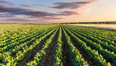 Over-the-Top Uses of Dicamba