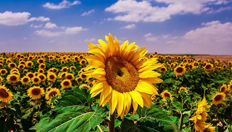 Kansas Farm Bureau's 107th Annual Meeting