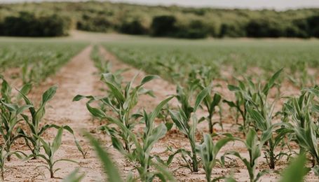 Inside the Markets with Mark Nelson: Pricing in a Downtrending Corn Market 