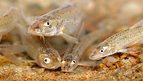 Service Finalizes Endangered Status and Designation of Critical Habitat for Peppered Chub