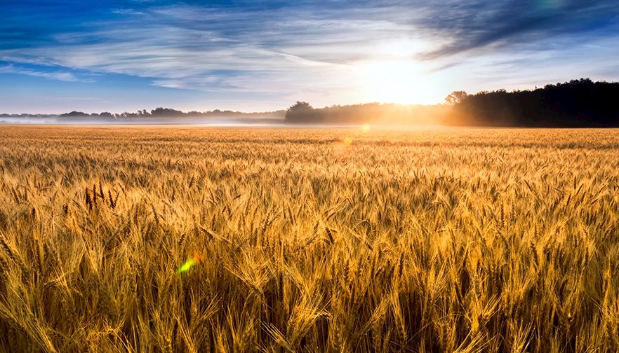 Wheat Risk Webinar
