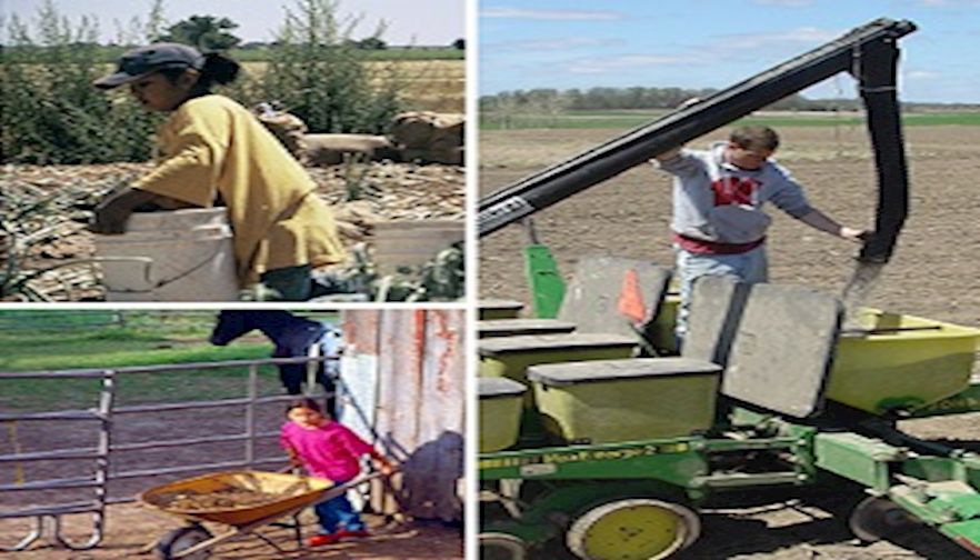 Youth Working in Agriculture: Keeping them safe while they learn and grow
