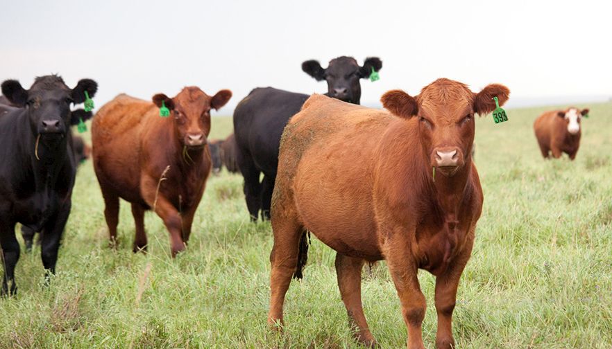 Livestock Insurance Virtual Meeting with FBFS