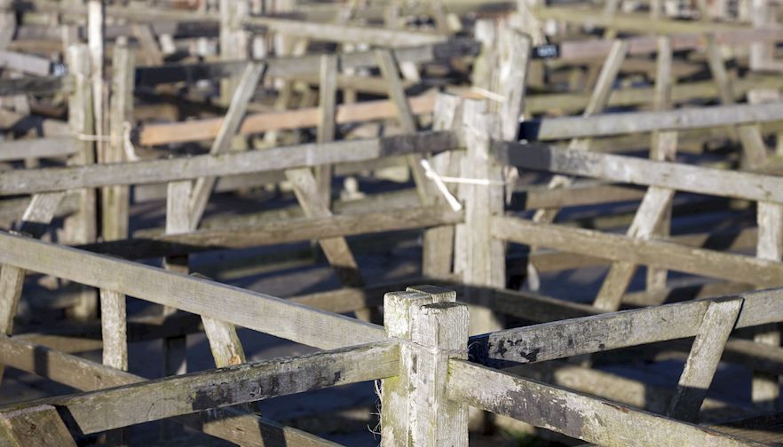 Plainville Livestock Auction