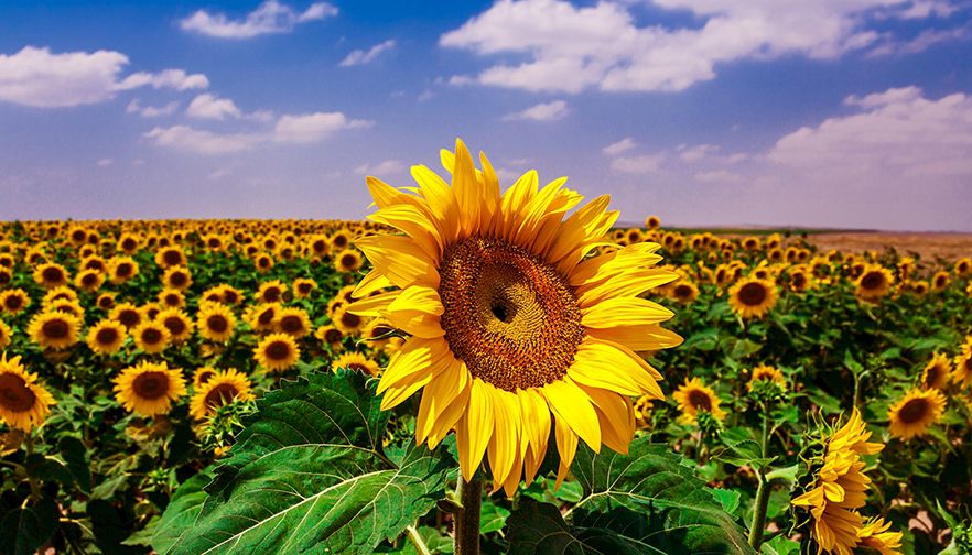 Kansas Farm Bureau Annual Meeting - Sunflower Image
