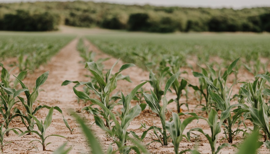 Inside the Markets with Mark Nelson: Pricing in a Downtrending Corn Market 