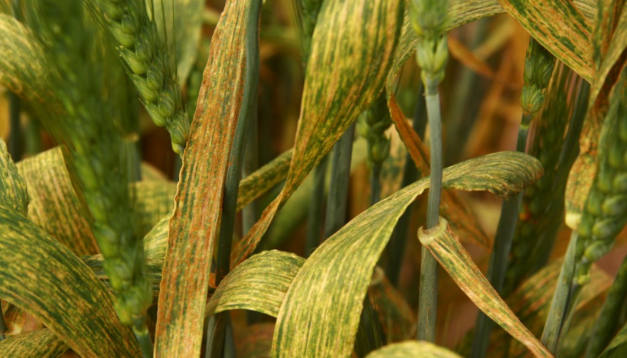 Wheat Streak Mosaic Management