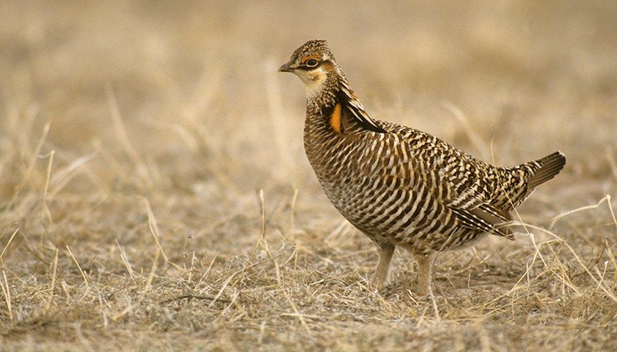 Kansas Farm Bureau pleased by Lesser Prairie Chicken decision, more work ahead